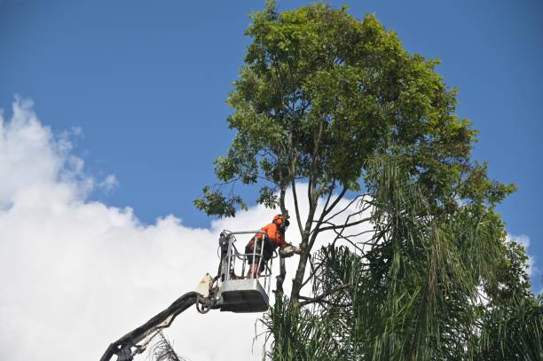 Best Seasonal Cleanup (Spring/Fall)  in Fort Belvoir, VA